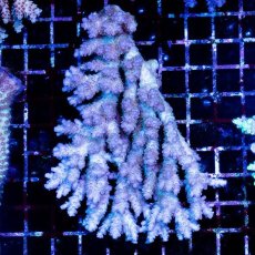 画像1: CDU Acropora sp. Ultra No.173 (1)