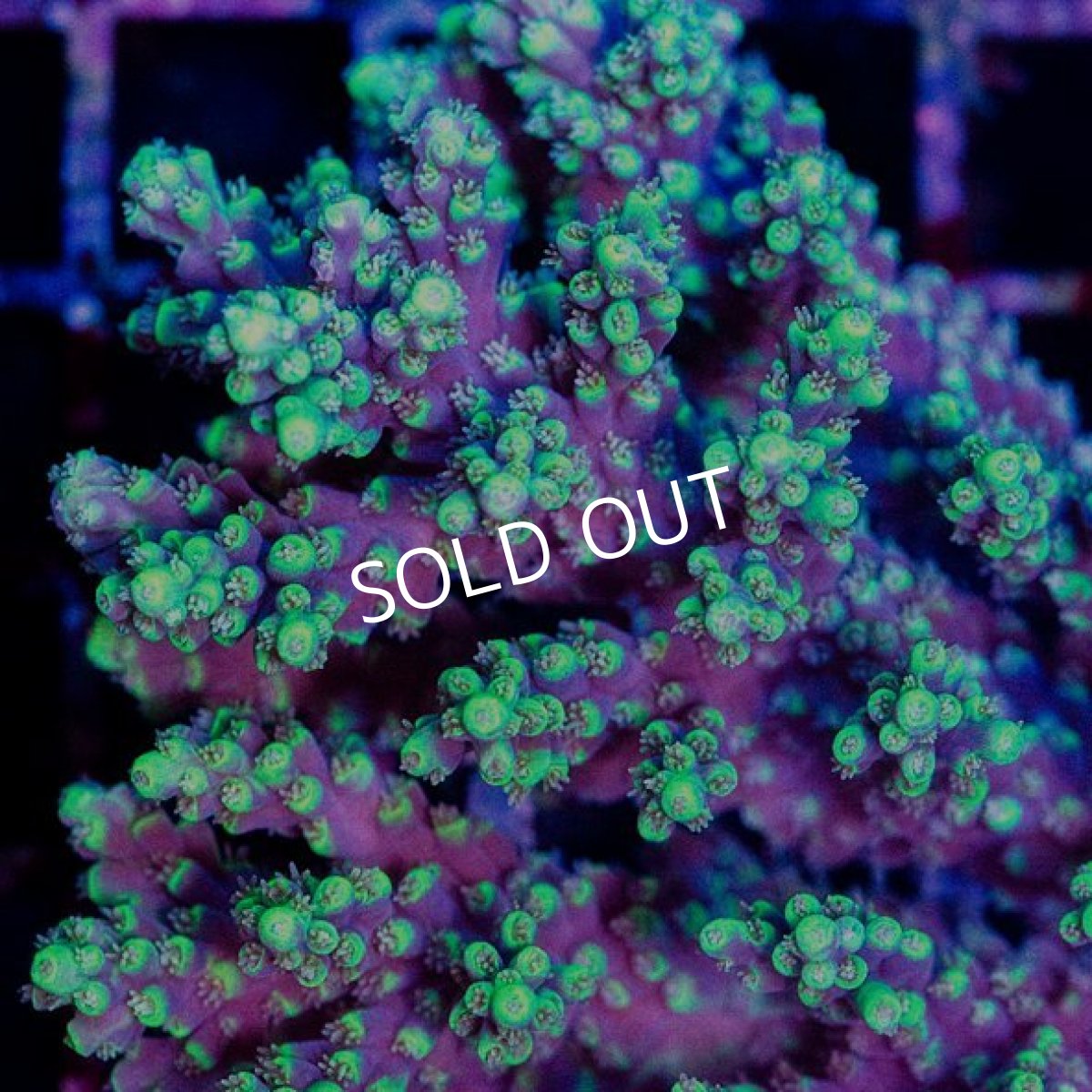 画像2: CDU Acropora sp. Ultra No.172 (2)