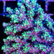 画像2: CDU Acropora sp. Ultra No.172 (2)