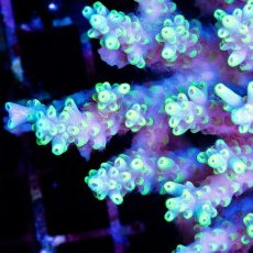 画像2: CDU Acropora sp. Ultra No.168 (2)