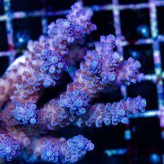 画像2: CDU Acropora sp. Ultra No.174 (2)