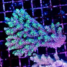 画像1: CDU Acropora sp. Ultra No.172 (1)