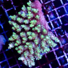 画像1: CDU Acropora sp. Ultra No.170 (1)