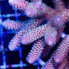 画像2: CDU Acropora sp. Ultra No.169 (2)