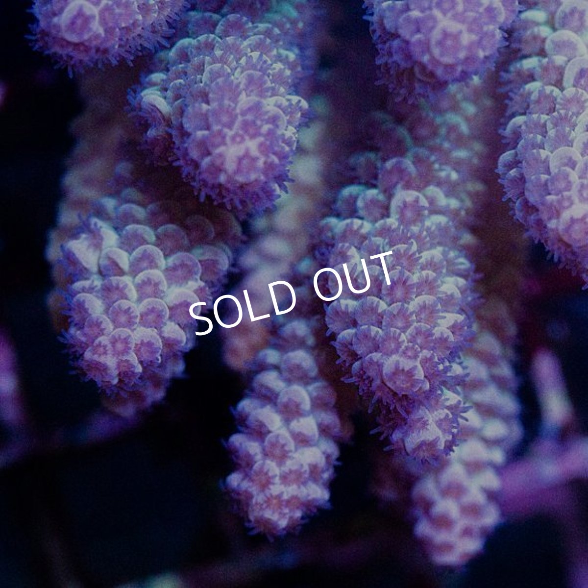 画像2: CDU Master Acropora Home Wrecker No.143 (2)