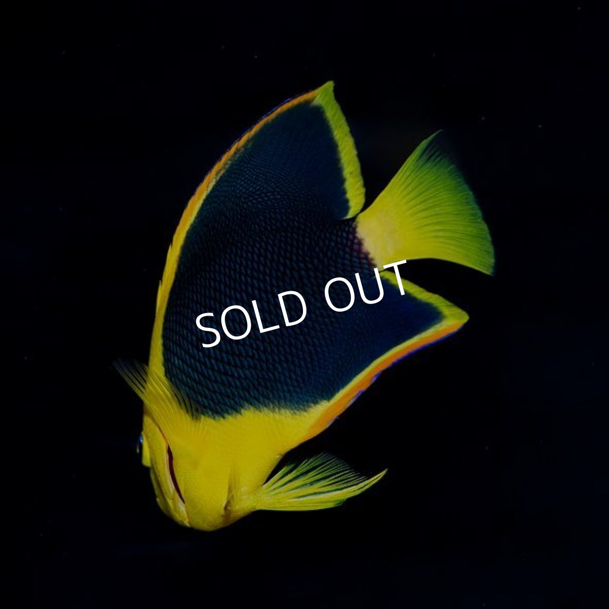 画像2: ロックビューティー　カリブ (2)