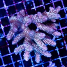 画像1: CDU Acropora sp. Ultra No.169 (1)