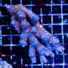 画像1: CDU Acropora sp. Ultra No.174 (1)