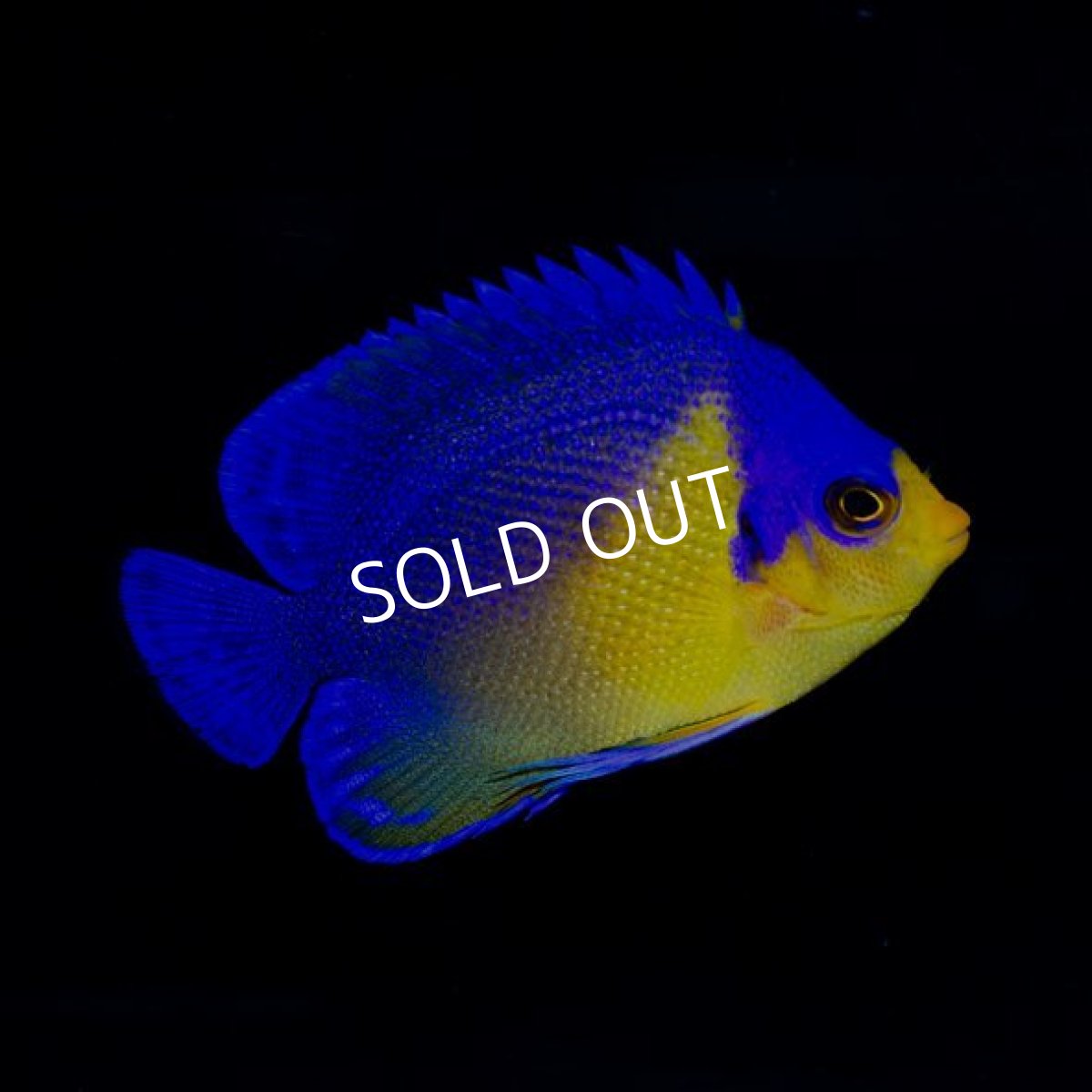 画像3: 八重山産 スミレヤッコ  (3)