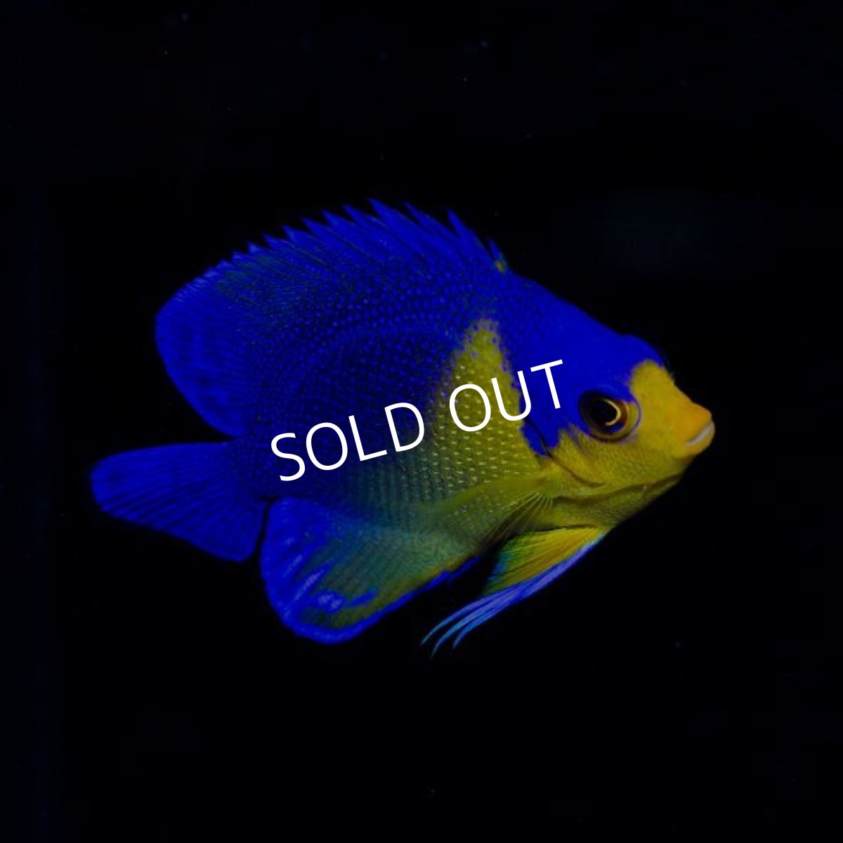 画像2: 八重山産 スミレヤッコ  (2)