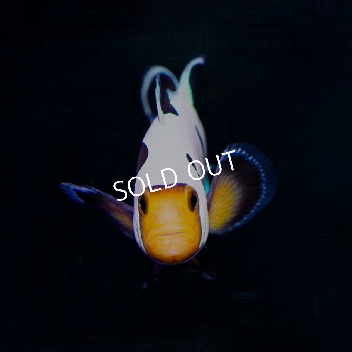 画像2: Proaquatix　ブラックグラディエーター (2)