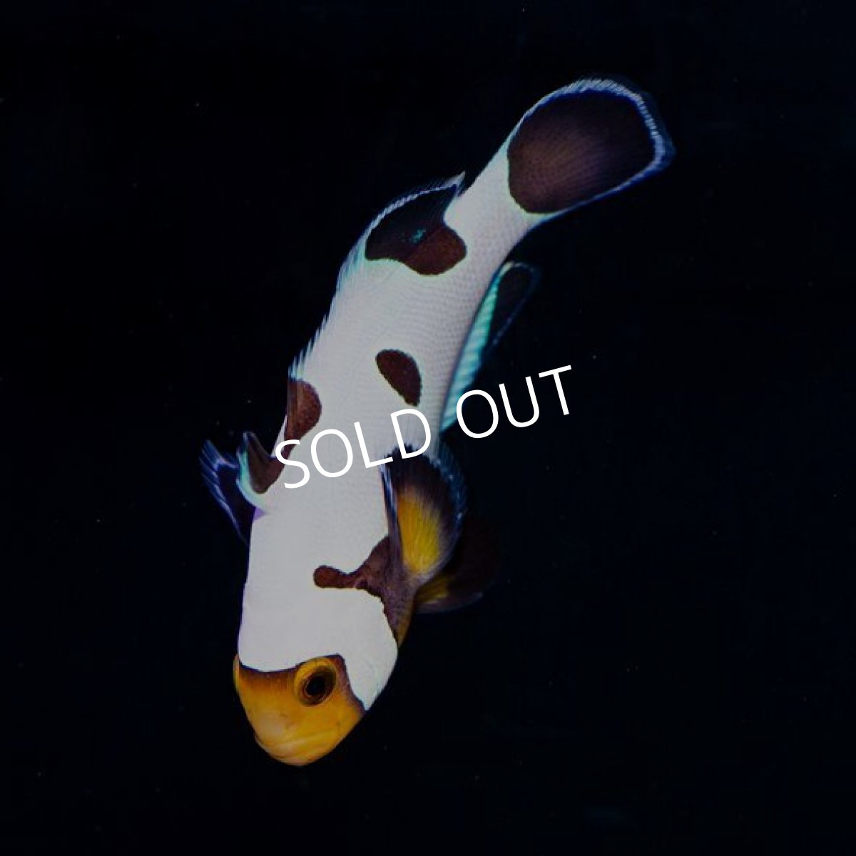 画像3: Proaquatix　ブラックグラディエーター (3)