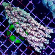 画像1: CDU Acropora sp. Ultra No.179 (1)