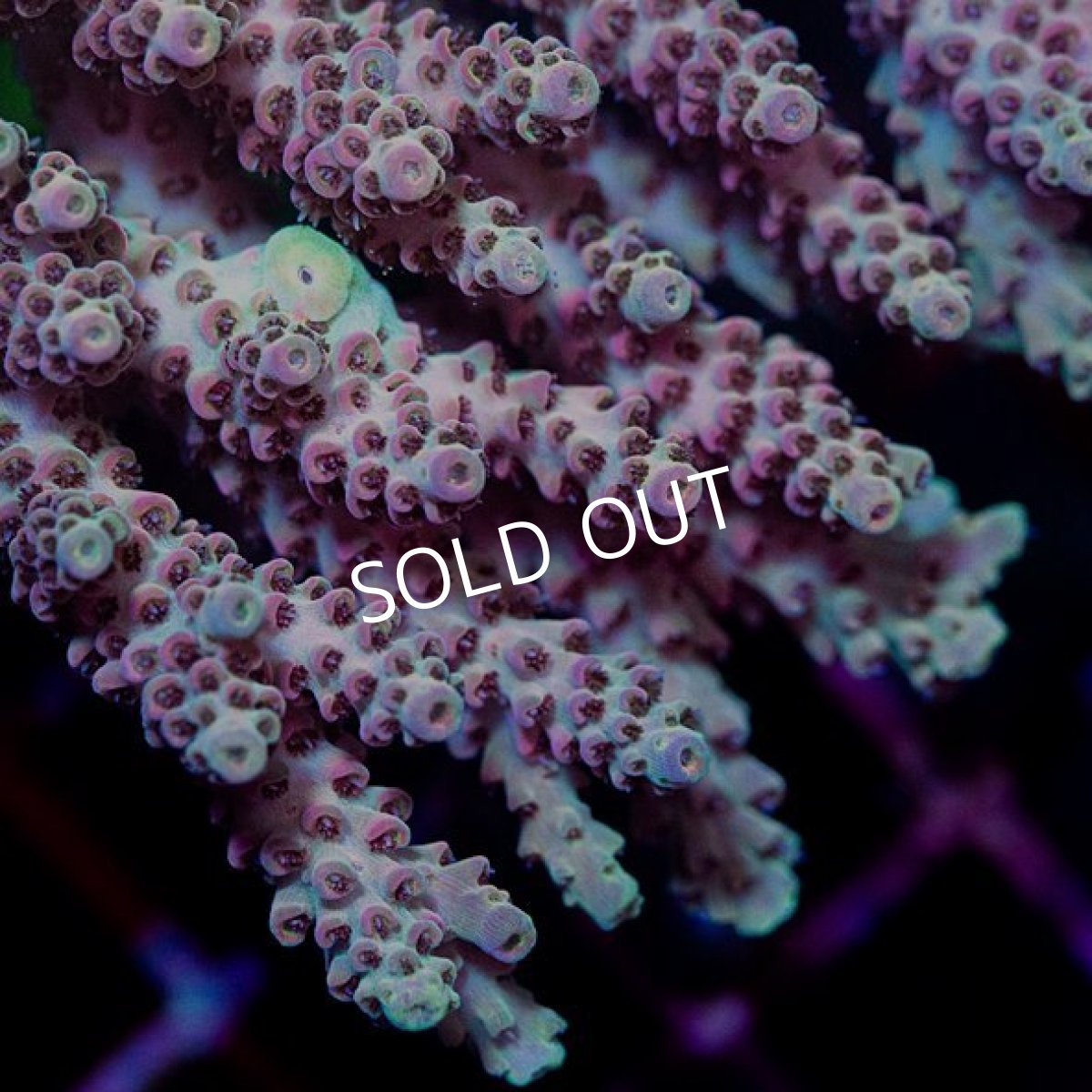 画像2: CDU Acropora sp. Ultra No.179 (2)