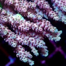 画像2: CDU Acropora sp. Ultra No.179 (2)