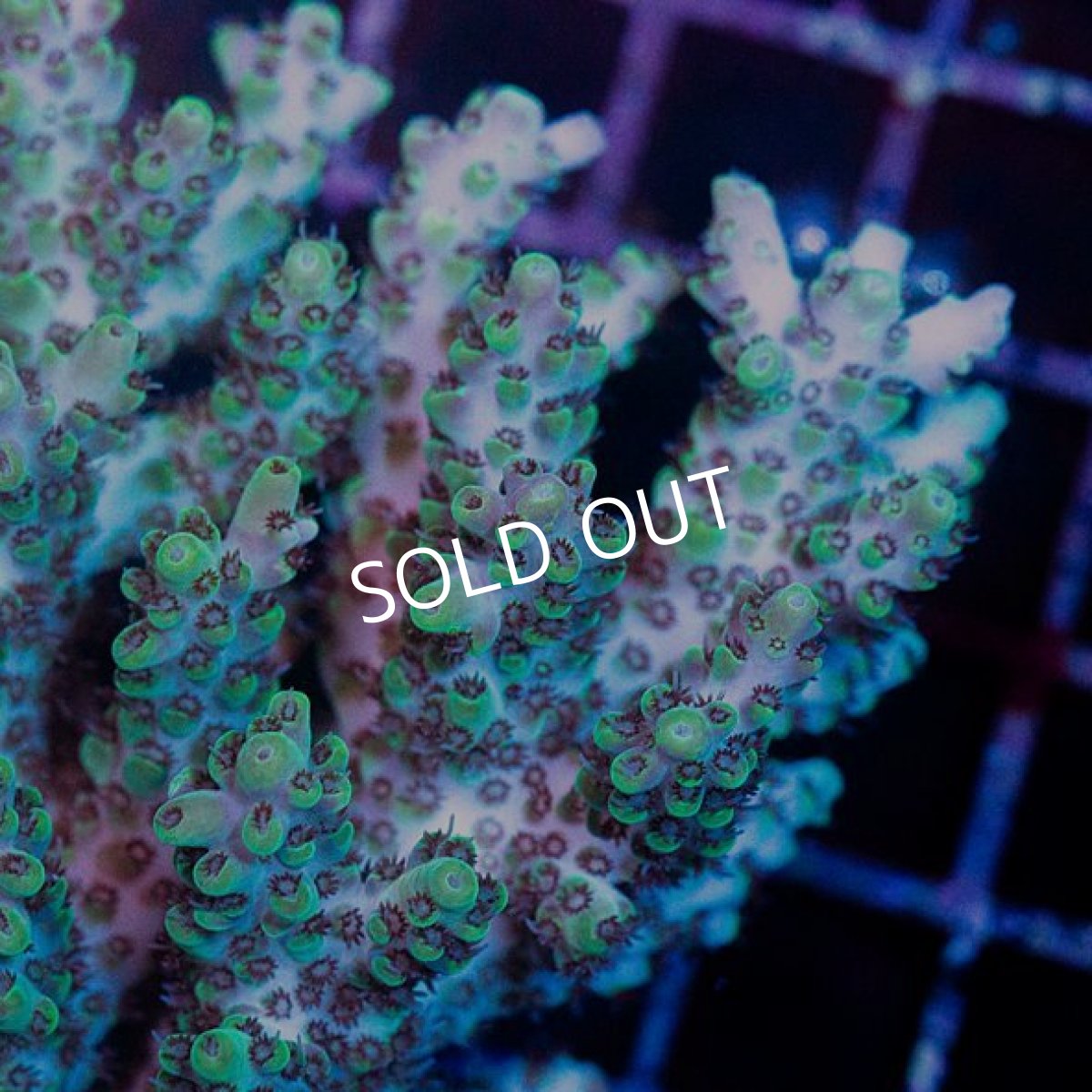 画像2: CDU Acropora sp. Ultra No.175 (2)