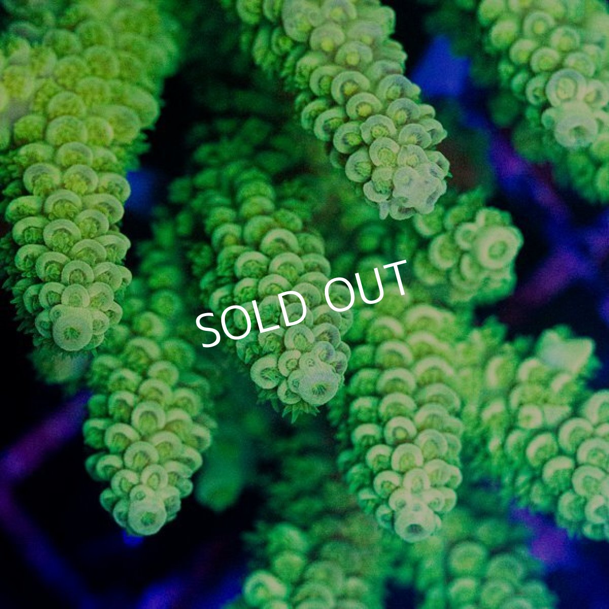 画像2: CDU Acropora sp. Ultra No.176 (2)