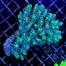 画像1: CDU Acropora sp. Ultra No.177 (1)