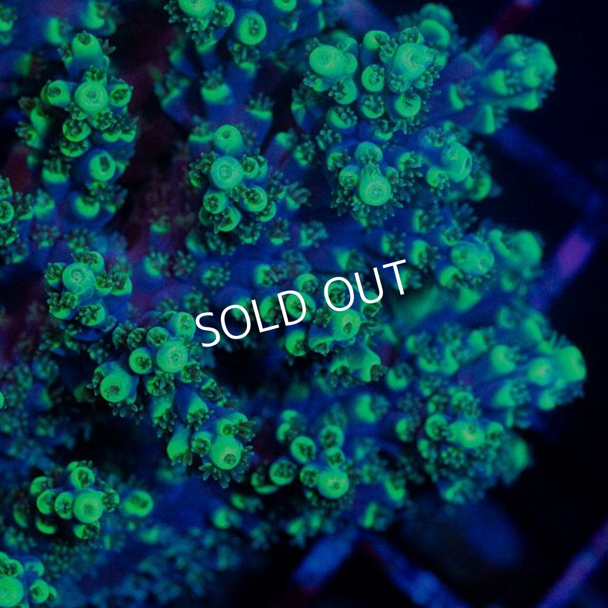 画像2: CDU Acropora sp. Ultra No.177 (2)