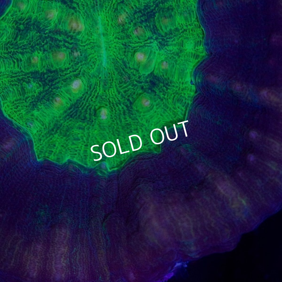 画像2: CDU スコリミア Mixed Pattern No.67 (2)