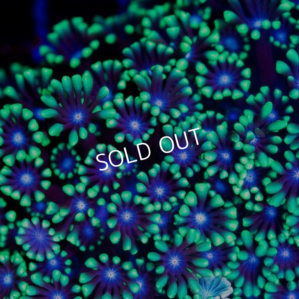 画像2: CDU アワサンゴ No.2 (2)