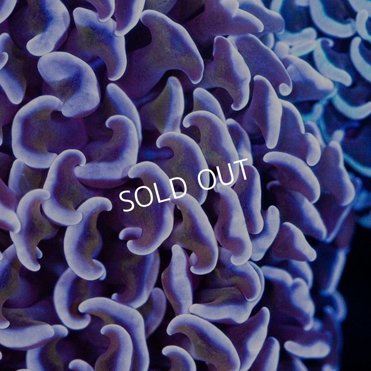 画像2: CDU ナガレハナ No.6 (2)