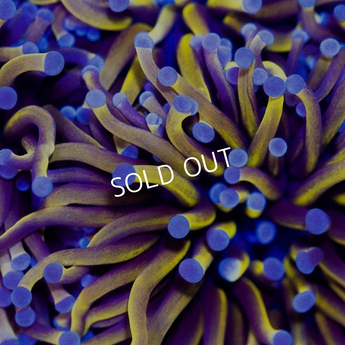 画像2: CDU ゴールドトーチ No.6 (2)