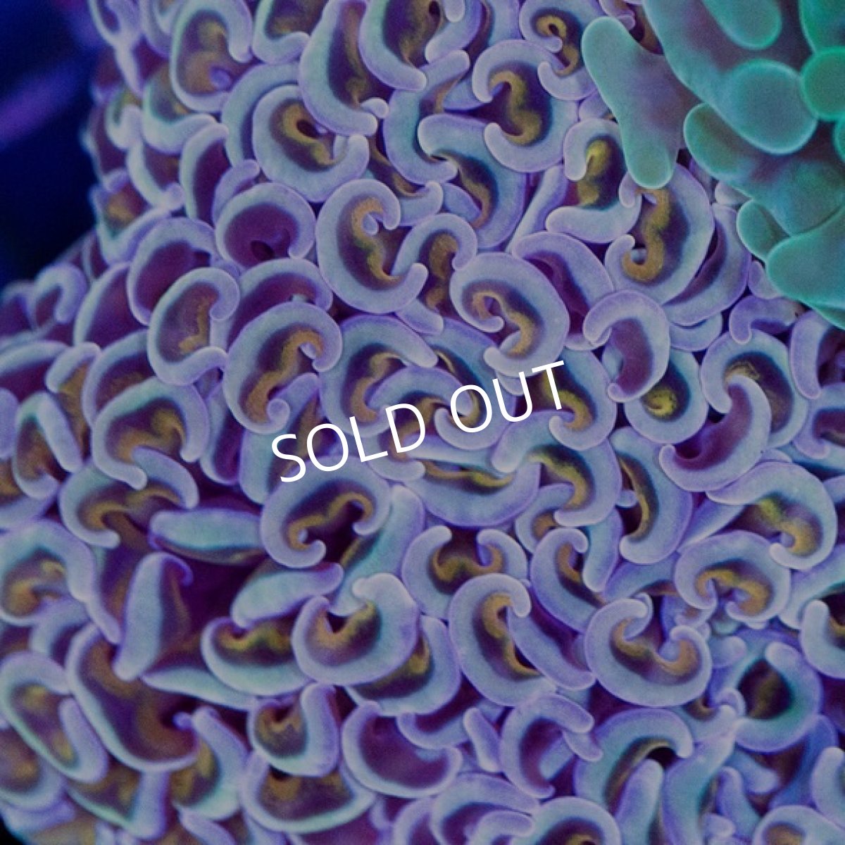 画像2: CDU　ナガレハナ　No.7 (2)