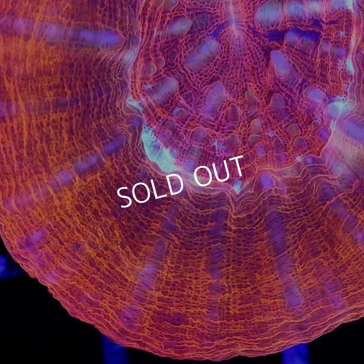 画像2: CDU　スコリミア　Red No.68 (2)