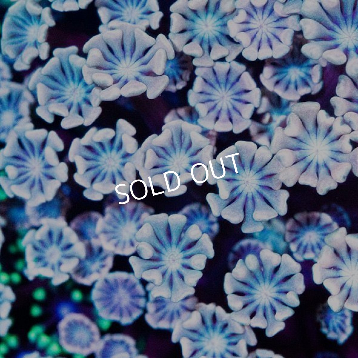 画像2: CDU アワサンゴ No.3 (2)