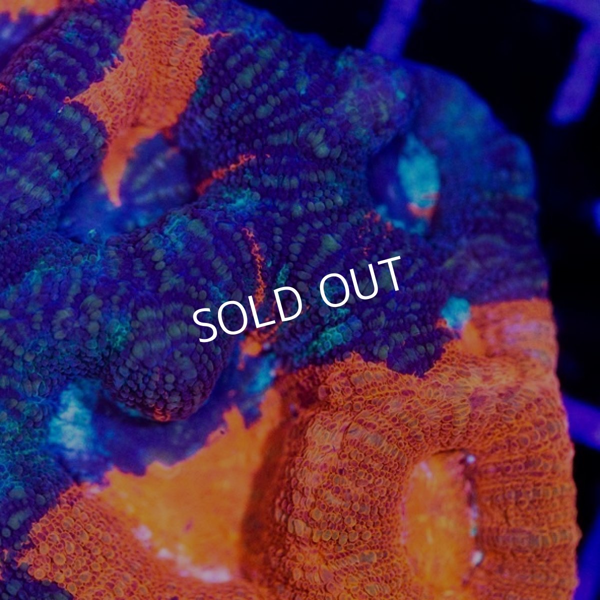 画像2: CDU　オオトゲキクメイシ　( Homophyllia bowerbanki) (2)