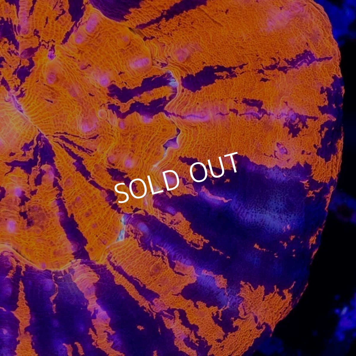 画像2: CDU スコリミア War Paint No.73 (2)