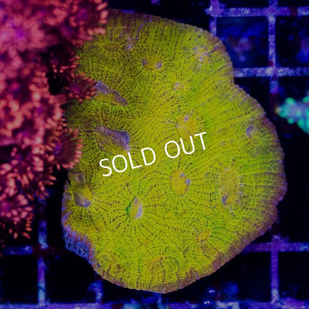 画像2: CDU　24K　Gold Chalice (2)