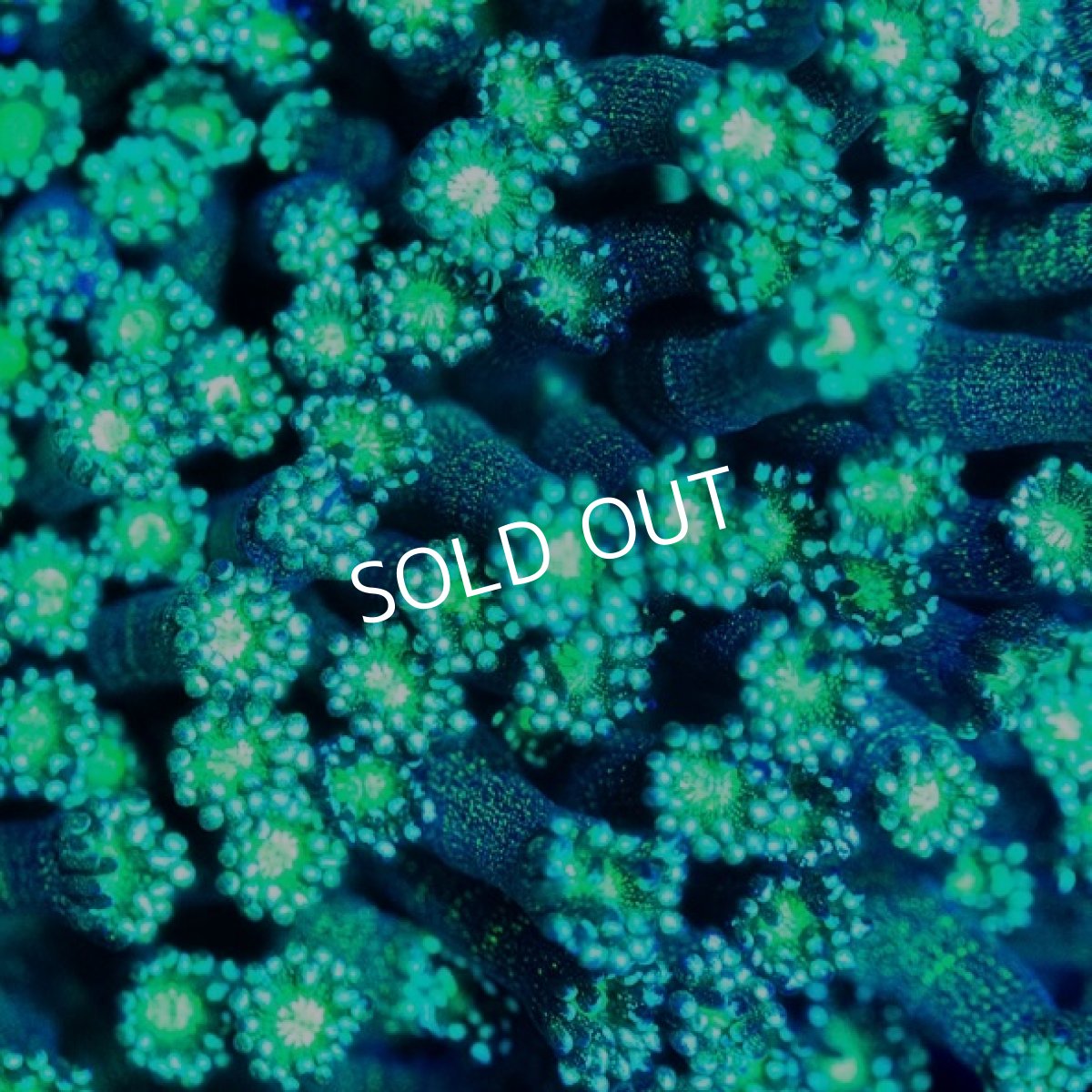 画像2: CDU　ハナガササンゴ　Green　XL-size (2)