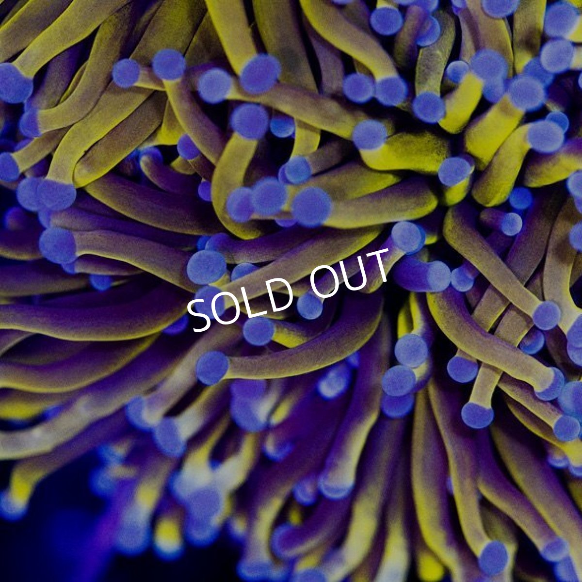 画像2: CDU ゴールドトーチ No.5 (2)