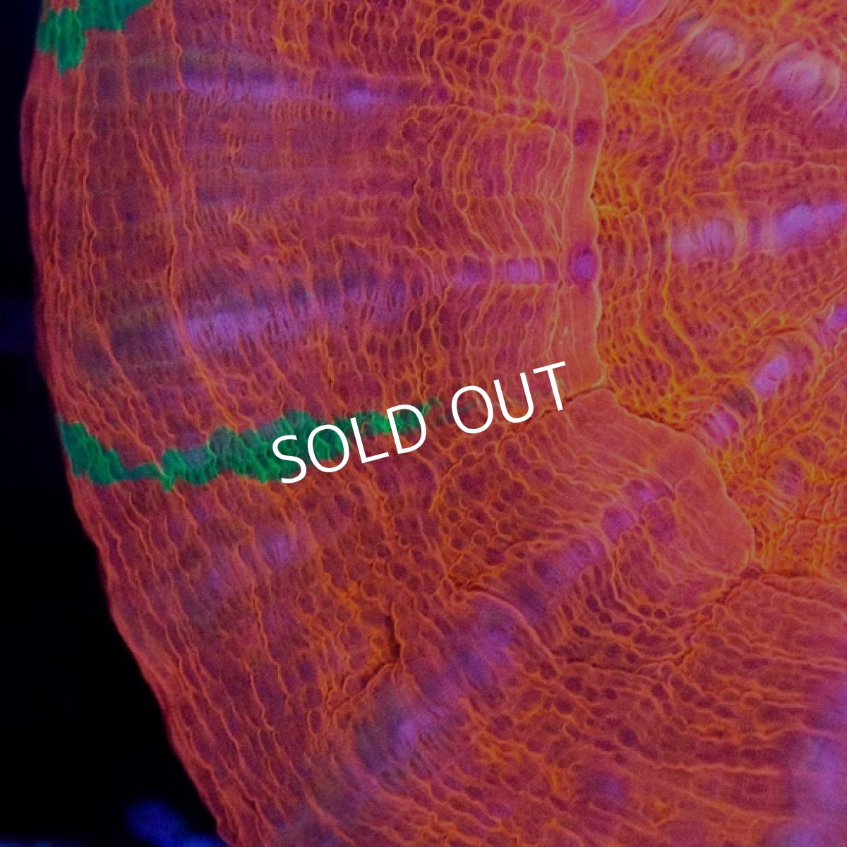 画像2: CDU スコリミア Red No.69 (2)