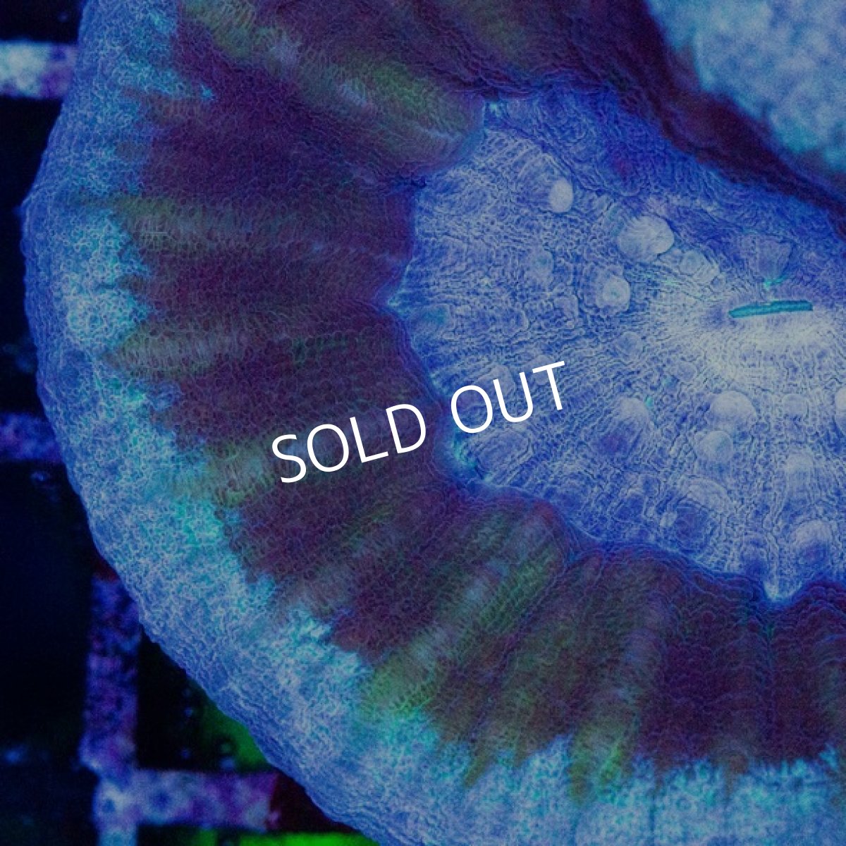 画像2: CDU　スコリミア　Blue UFO No.76 (2)