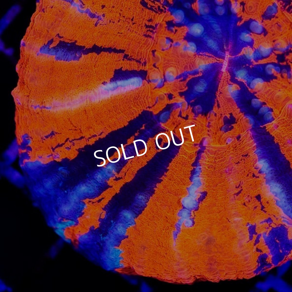 画像2: CDU スコリミア War Paint No.71 (2)