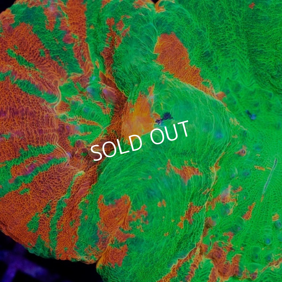 画像2: CDU スコリミア Bleeding Apple No.74 (2)