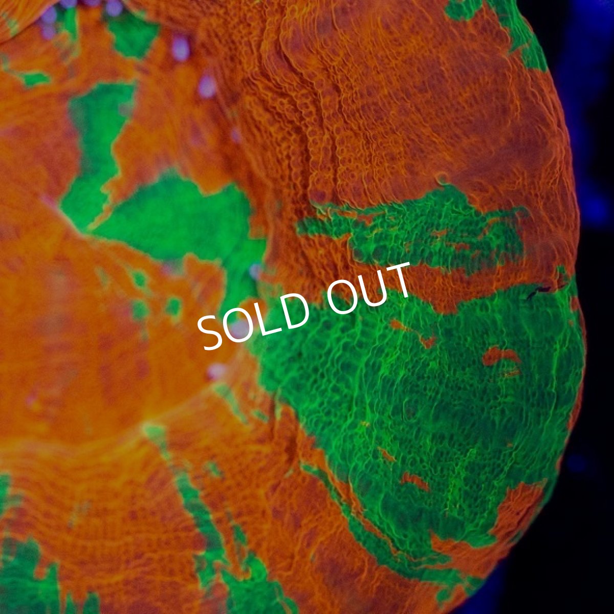 画像2: CDU スコリミア Bleeding Apple No.75 (2)