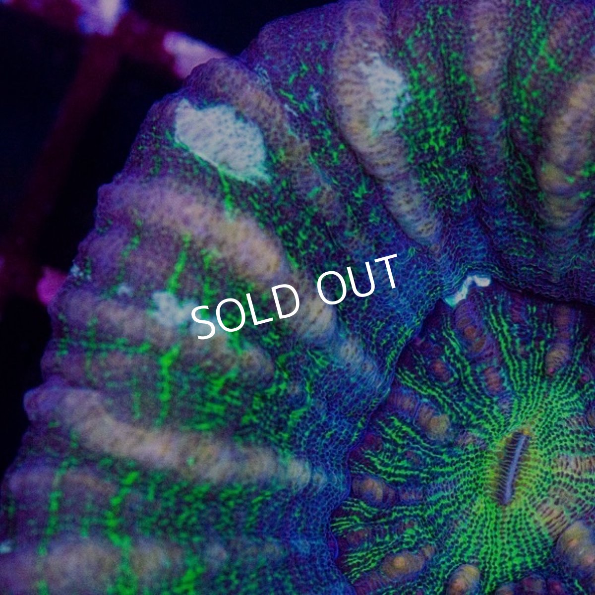 画像2: CDU スコリミア Mixed Pattern No.70 (2)