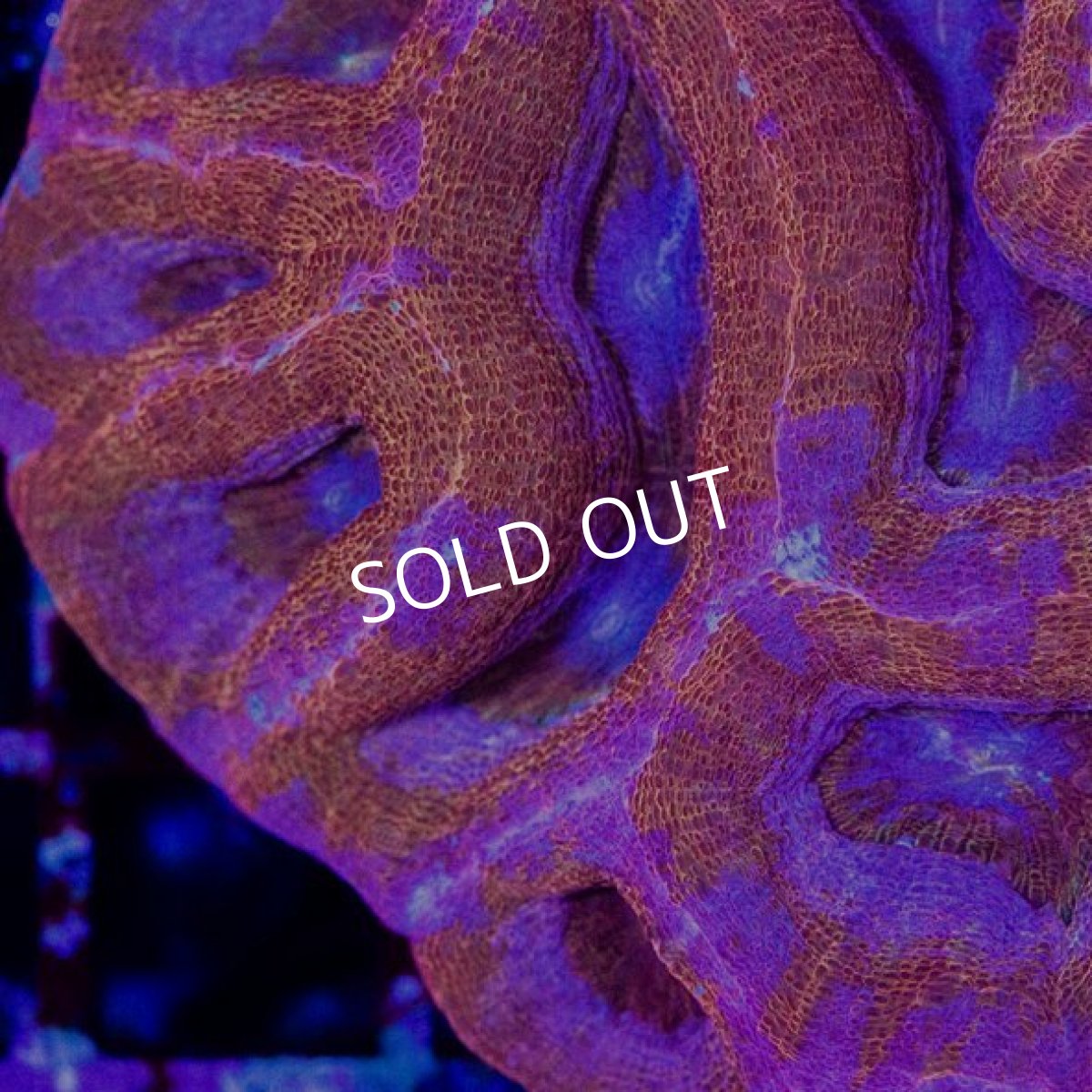 画像2: CDU オオトゲキクメイシ ( Homophyllia bowerbanki) No.3 (2)