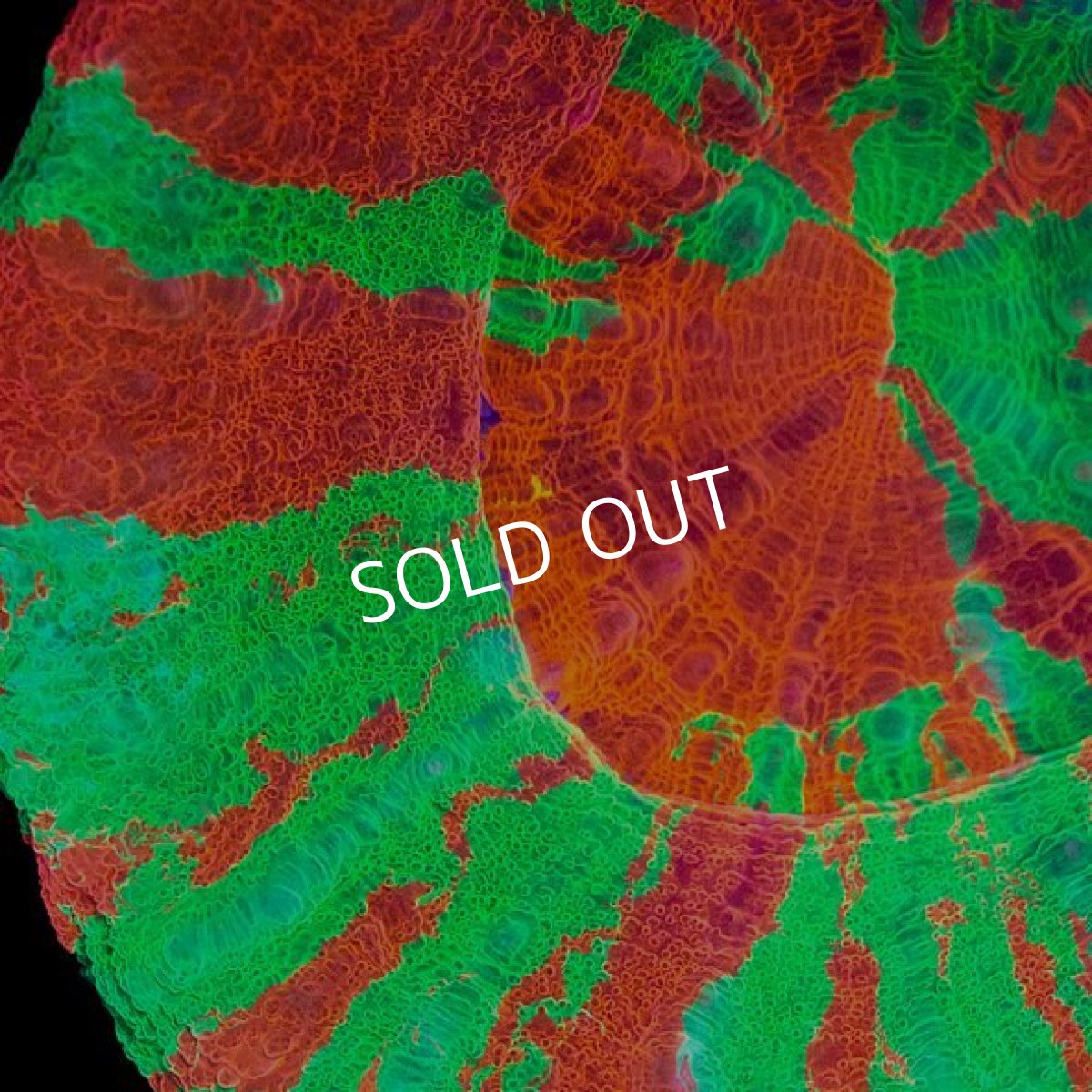 画像2: ■SALE30%OFF■CDU"Coral Down Under​​​​​​​" スコリミア　Bleeding Apple No.81 (2)