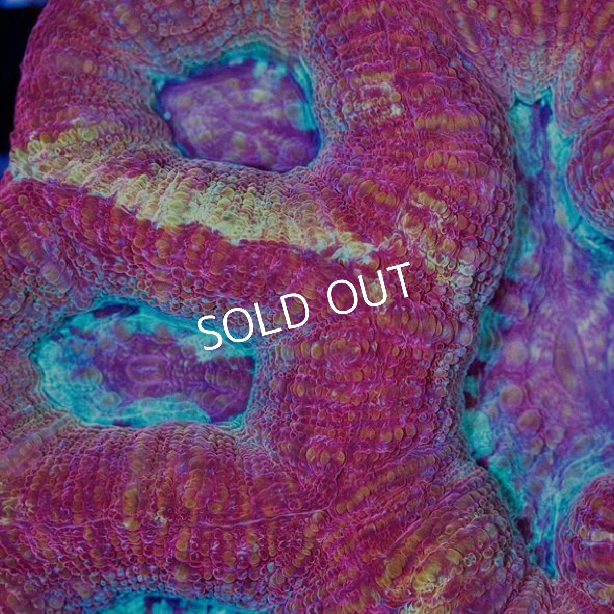 画像2: CDU オオトゲキクメイシ ( Homophyllia bowerbanki) No.1 (2)