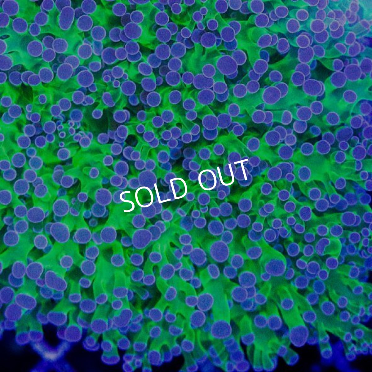 画像2: CDU ホンタコアシ No.2 (2)