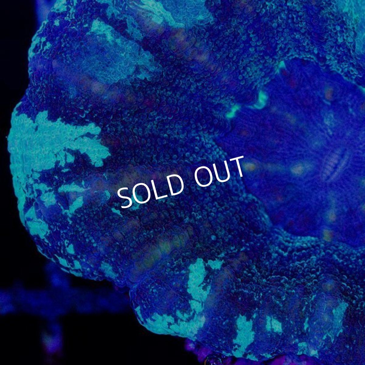 画像2: CDU スコリミア Mixed Pattern No.77 (2)