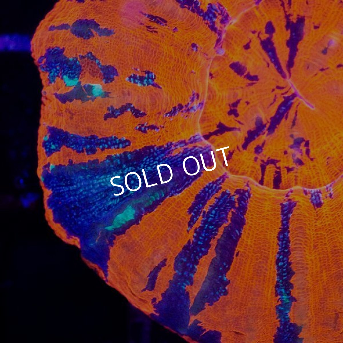 画像2: ■SALE30%OFF■CDU"Coral Down Under"スコリミア War Paint No.80 (2)