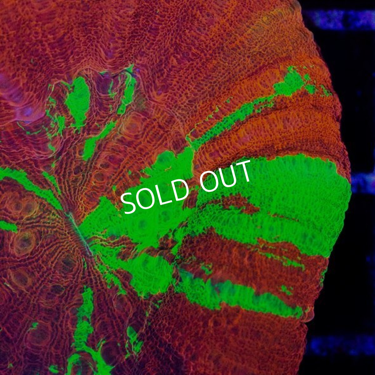 画像2: CDU スコリミア Bleeding Apple No.82 (2)