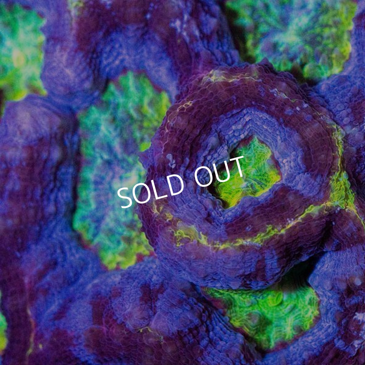 画像2: CDU オオトゲキクメイシ ( Homophyllia bowerbanki) No.2 (2)