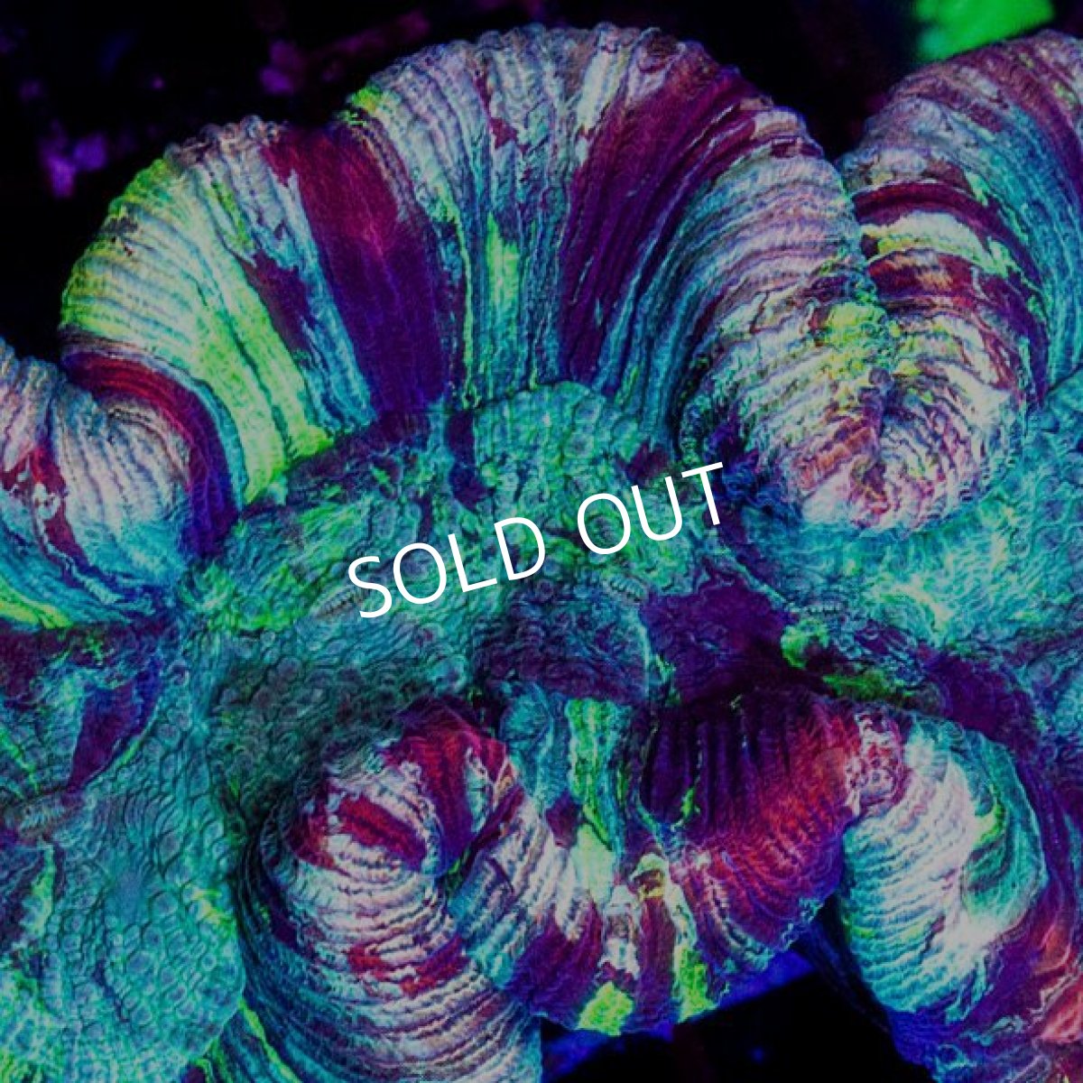 画像2: CDU　オオバナサンゴ　No.3 (2)